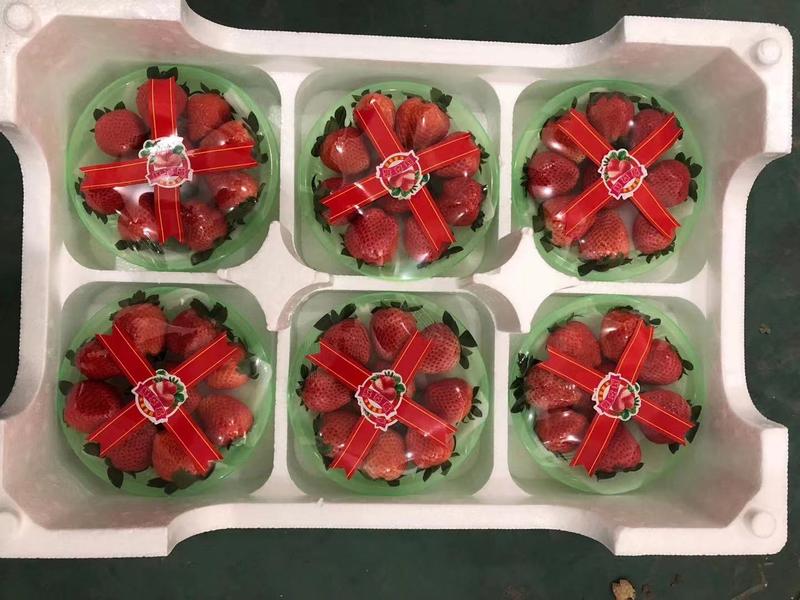 精品奶油草莓现货供应基地直发量大从优欢迎选购！