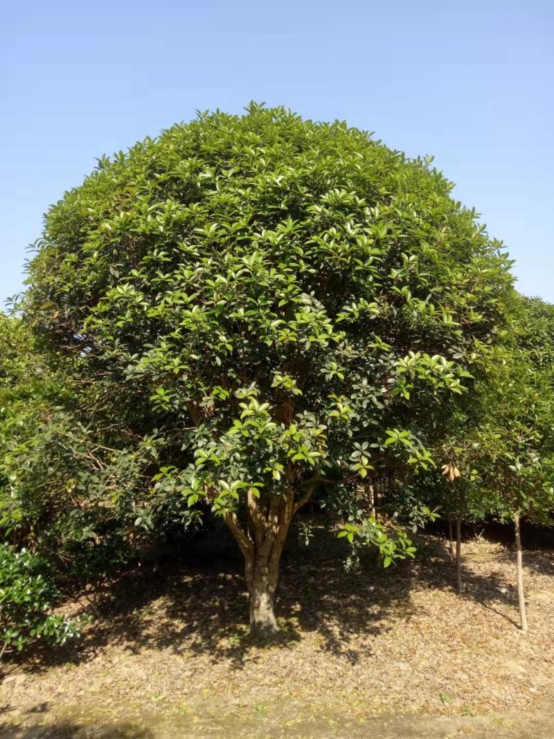 潢川金桂花繁叶茂清香馥郁适合庭院种植小区市政工程