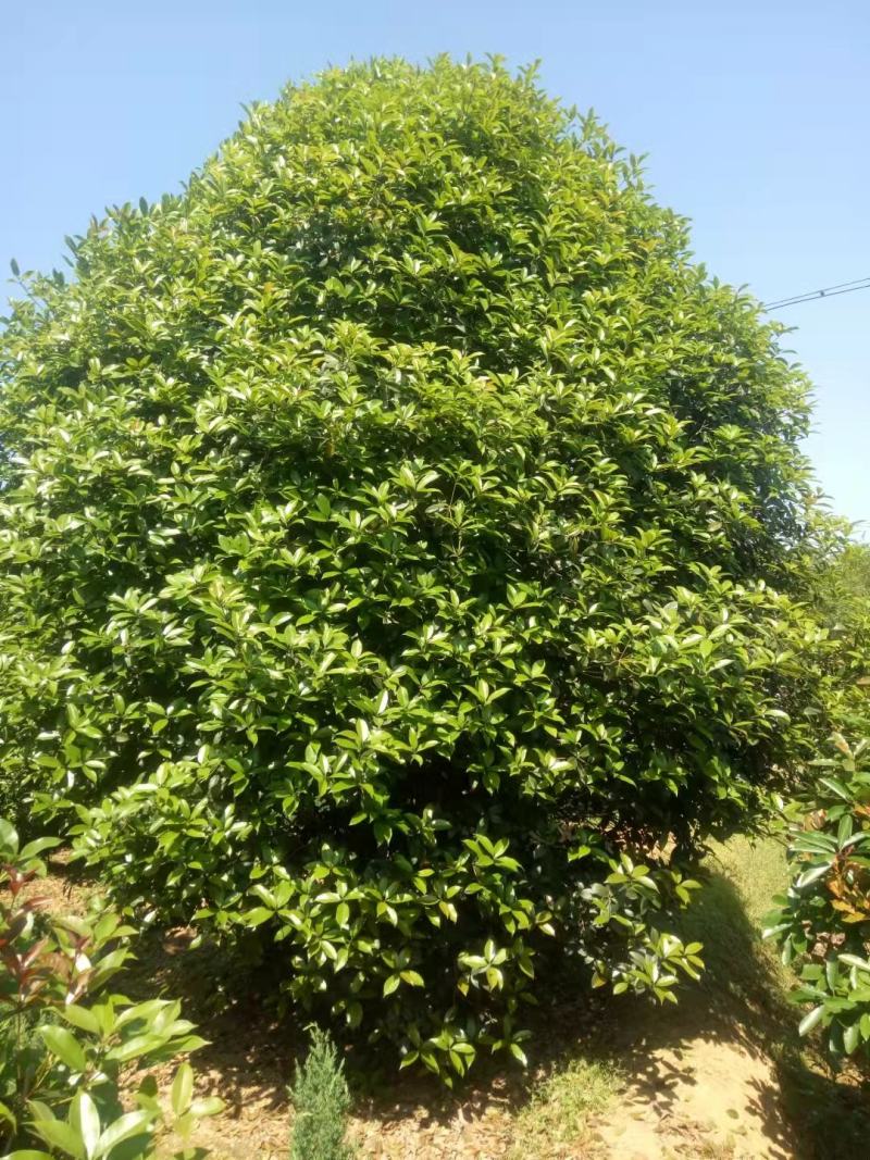 潢川金桂花繁叶茂清香馥郁适合庭院种植小区市政工程