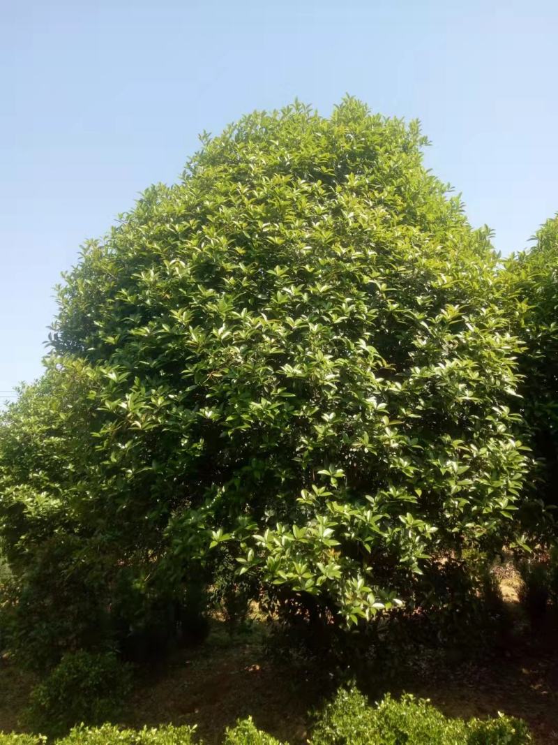 潢川金桂花繁叶茂清香馥郁适合庭院种植小区市政工程