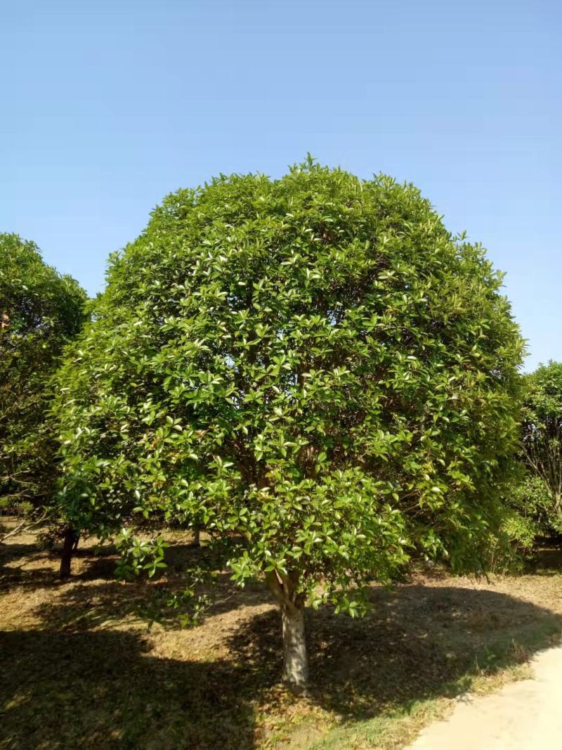 潢川金桂花繁叶茂清香馥郁适合庭院种植小区市政工程