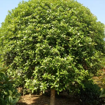 潢川金桂花繁叶茂清香馥郁适合庭院种植小区市政工程