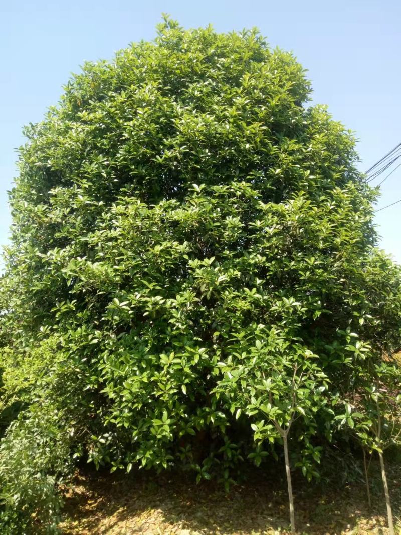 潢川金桂花繁叶茂清香馥郁适合庭院种植小区市政工程