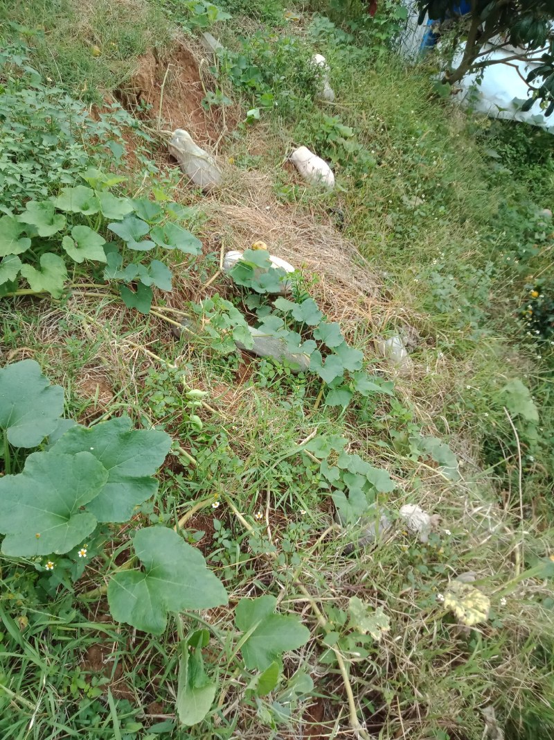 南瓜，蜜本南瓜，货源充足。。。。。。。。。。。