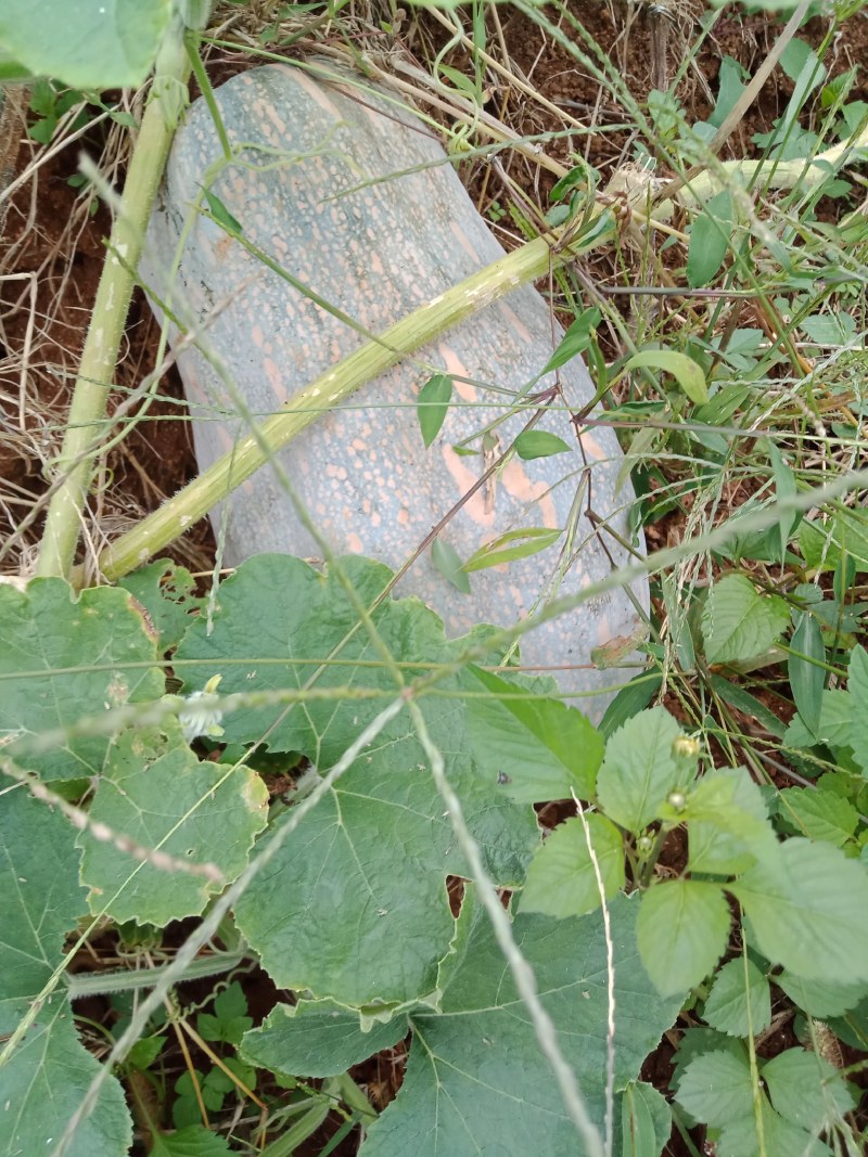 南瓜，蜜本南瓜，货源充足。。。。。。。。。。。