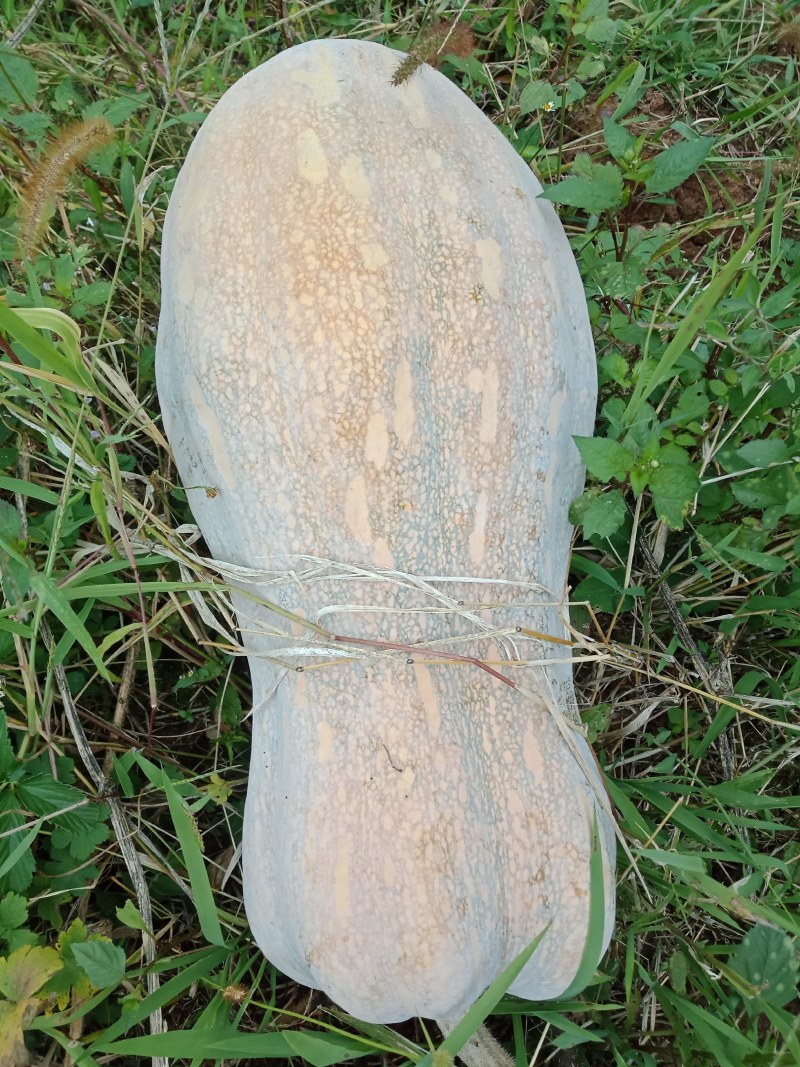 南瓜，蜜本南瓜，货源充足。。。。。。。。。。。