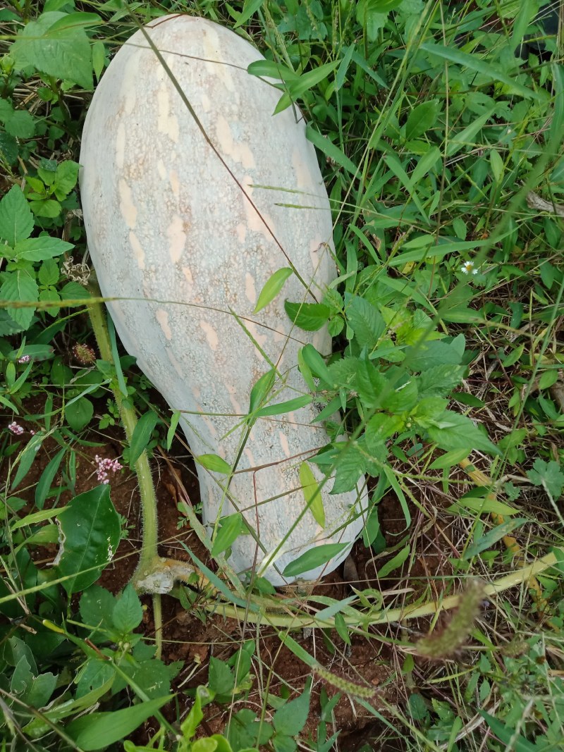 南瓜，蜜本南瓜，货源充足。。。。。。。。。。。