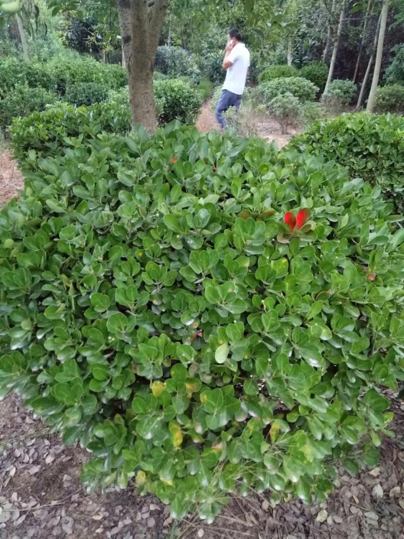 精品海桐球冠幅60-120现货农户自产自销