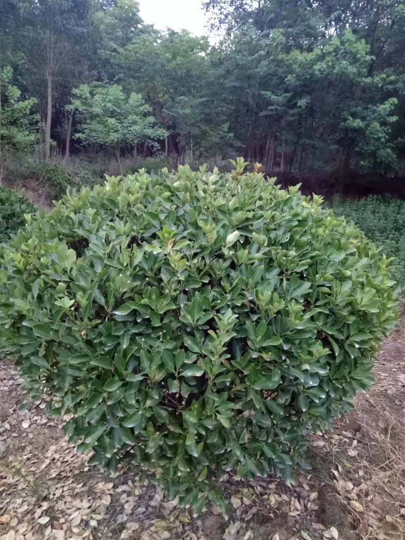 精品海桐球冠幅60-120现货农户自产自销