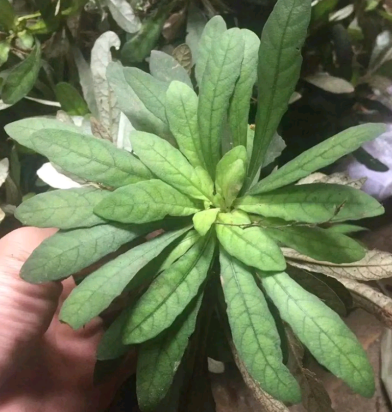 白花地胆头