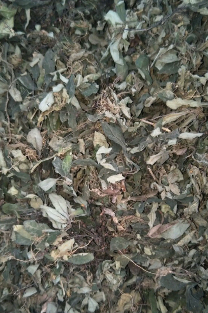 白花地胆头