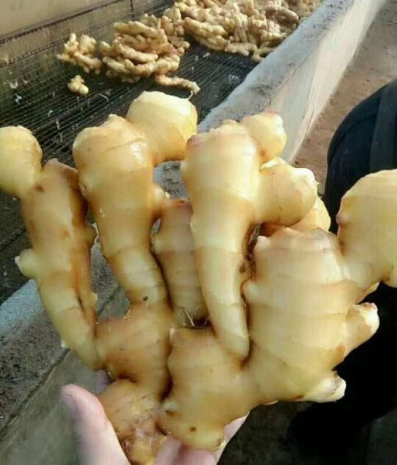 山东生姜供销。产地直供大黄姜。支持全国发货