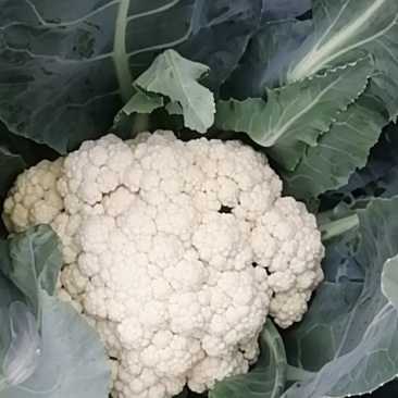 湖北散花菜甘蓝已上市,现摘现发,当天发货,全国代发,欢迎咨询