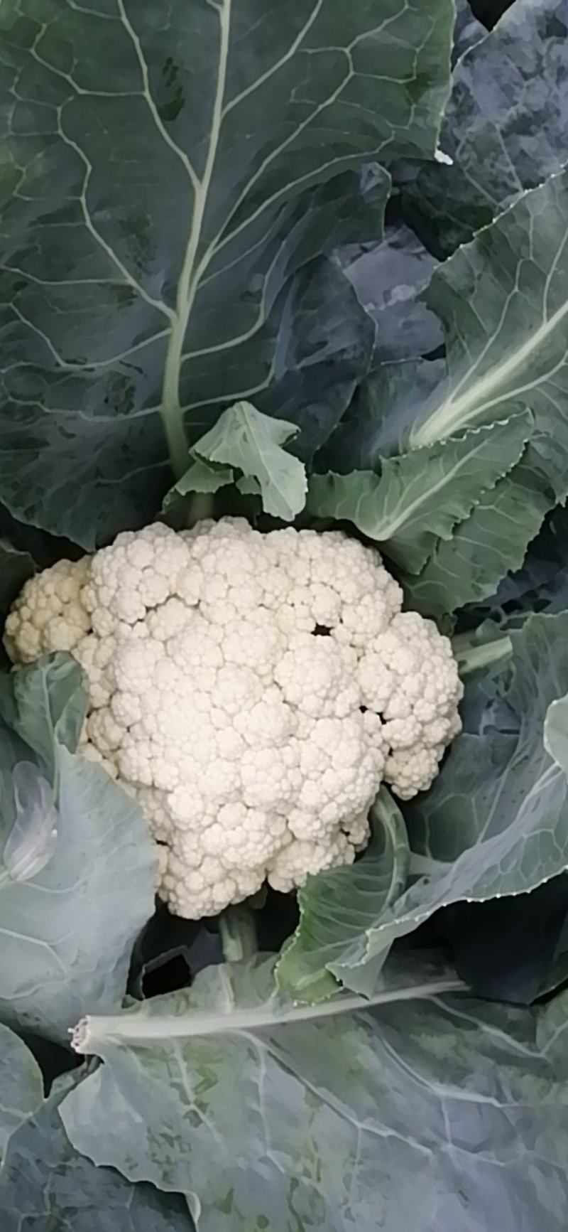 湖北散花菜甘蓝已上市，现摘现发，当天发货，全国代发，欢迎咨询