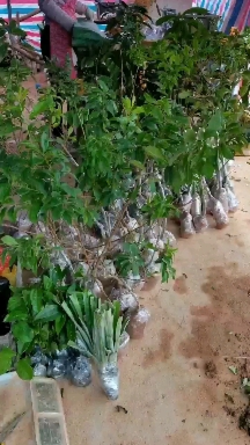 台湾四季甜杨桃苗嫁接苗红杨桃树苗大小规格都有