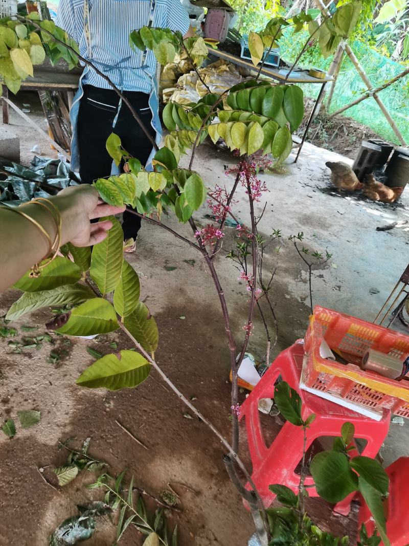 台湾四季甜杨桃苗嫁接苗红杨桃树苗大小规格都有