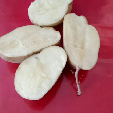 晋西北高寒地区淀粉薯