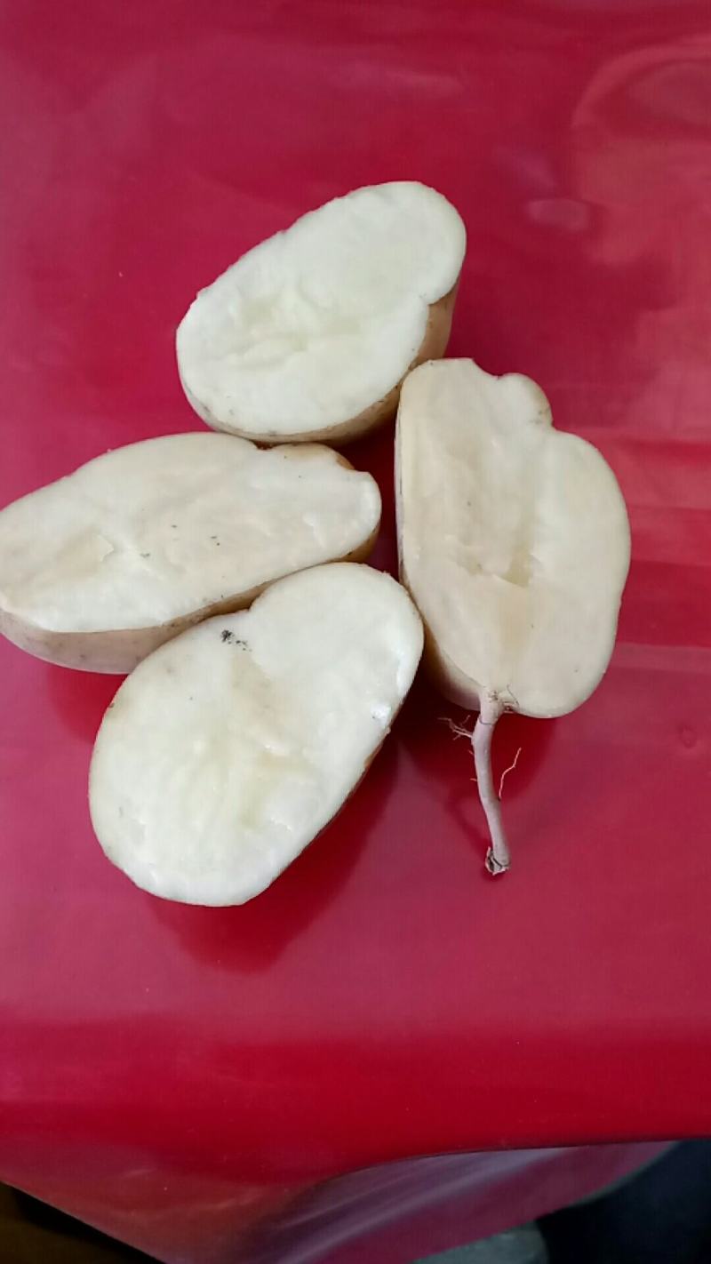 晋西北高寒地区淀粉薯