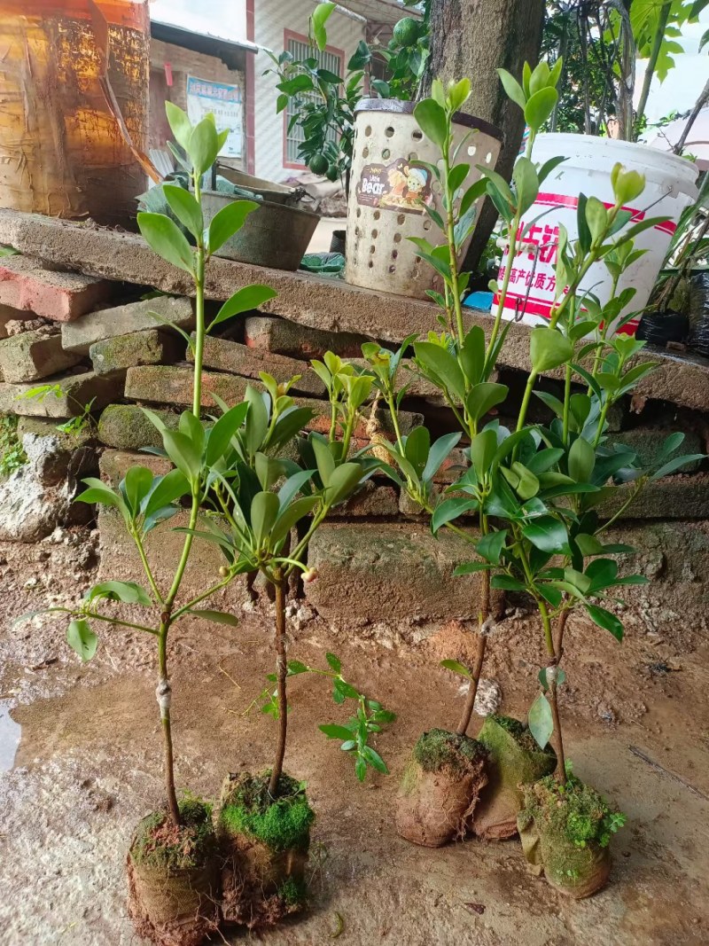 大红八角苗嫁接苗开花结果快营养杯苗带土带叶发货