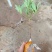 大红八角苗嫁接苗开花结果快营养杯苗带土带叶发货