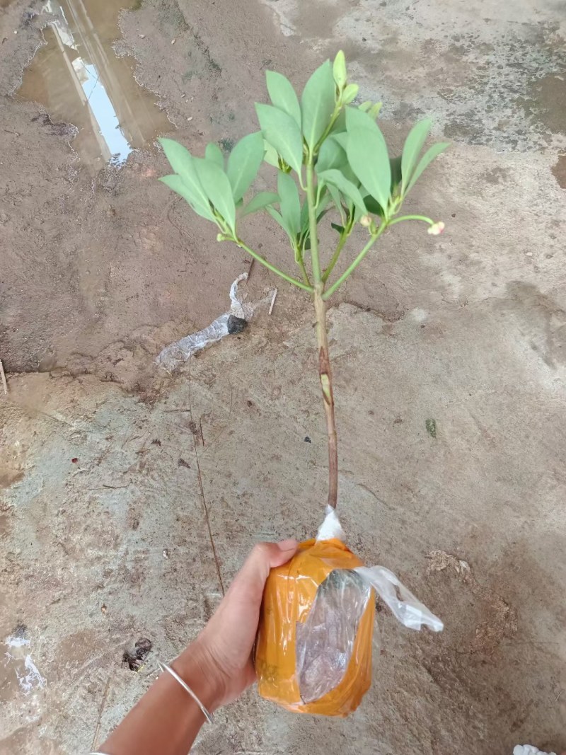 大红八角苗嫁接苗开花结果快营养杯苗带土带叶发货