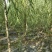 8公分垂柳,西湖垂柳,河北保定垂柳基地,货源充足,规格全