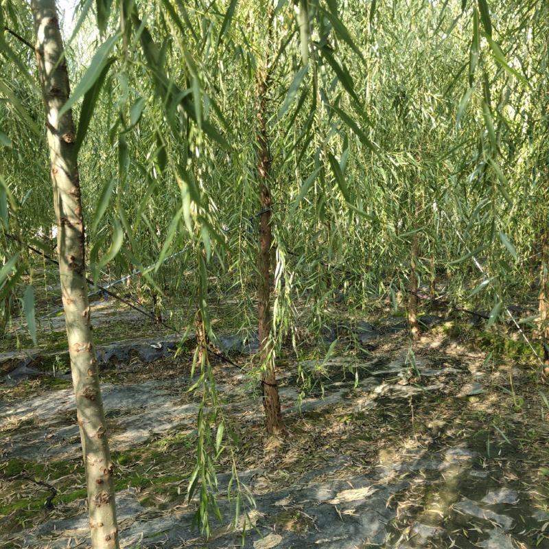8公分垂柳，西湖垂柳，河北保定垂柳基地，货源充足，规格全