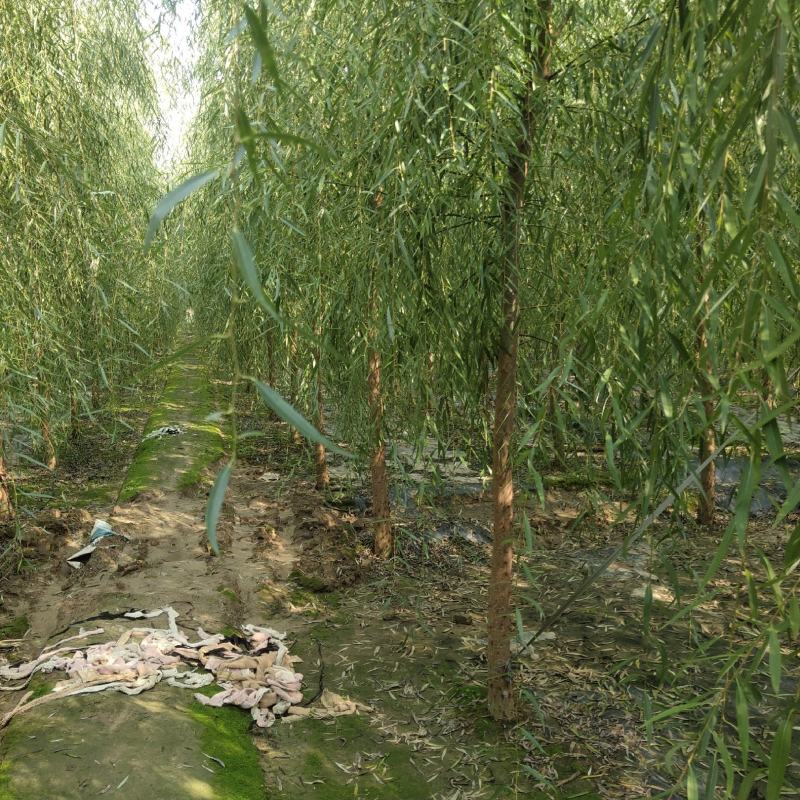 8公分垂柳，西湖垂柳，河北保定垂柳基地，货源充足，规格全