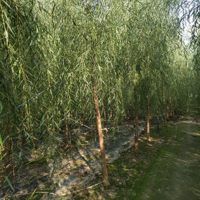 8公分垂柳，西湖垂柳，河北保定垂柳基地，货源充足，规格全