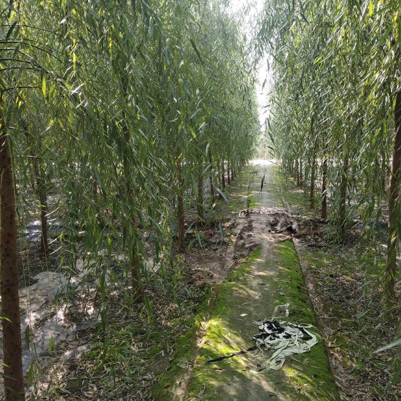 8公分垂柳，西湖垂柳，河北保定垂柳基地，货源充足，规格全