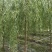 8公分垂柳,西湖垂柳,河北保定垂柳基地,货源充足,规格全