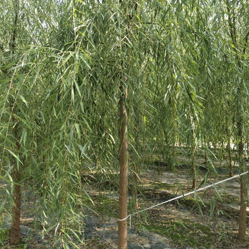 8公分垂柳，西湖垂柳，河北保定垂柳基地，货源充足，规格全