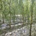 8公分垂柳,西湖垂柳,河北保定垂柳基地,货源充足,规格全