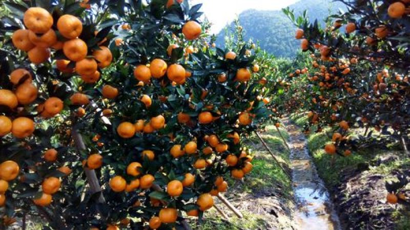 桂林市灵川县南丰蜜桔代办批发，皮薄多汁，特甜