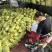 温岭特小凤西瓜2斤打底8成熟