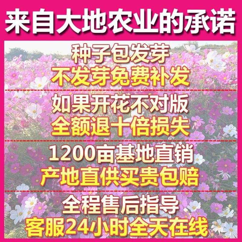 耐寒花种多年生野花组合种子四季开花不断花籽庭院易种活室外