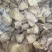 熟牛奶渣干净无油，可定做切丝切片熬汤必备产品