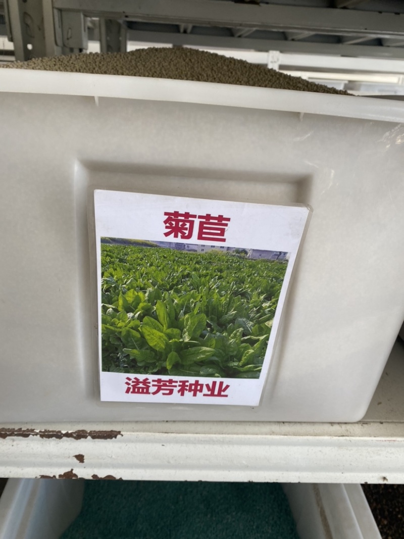 大叶将军菊苣种籽多年生四季牧草籽养殖耐寒猪牛羊兔鱼鸭鹅