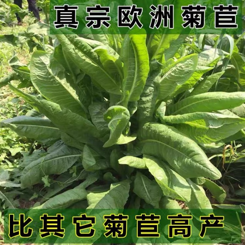 大叶将军菊苣种籽多年生四季牧草籽养殖耐寒猪牛羊兔鱼鸭鹅