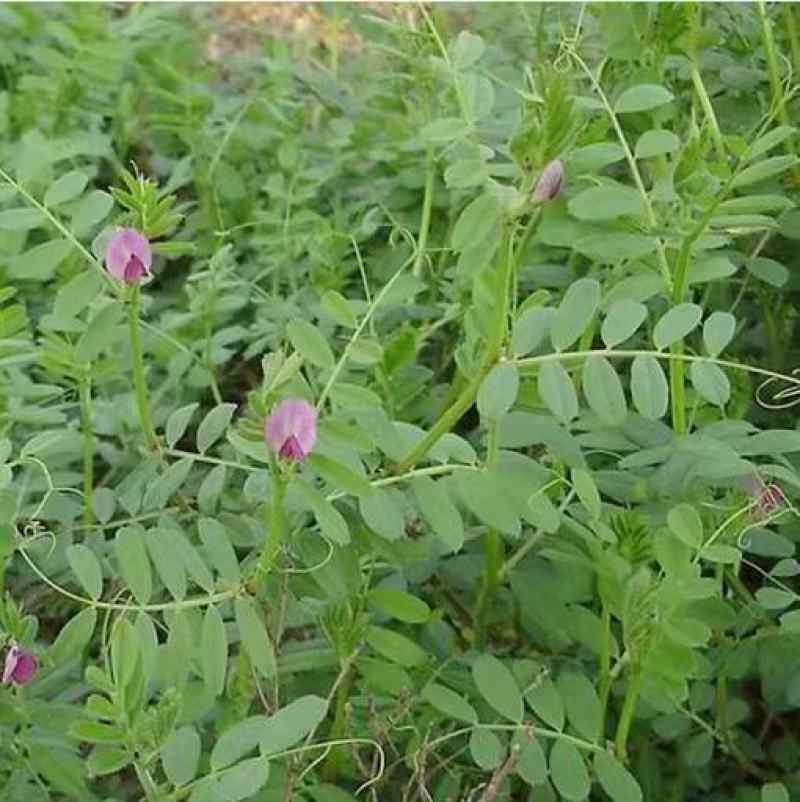 果园绿肥种子光叶紫花苕长柔毛野豌豆毛苕子养蜂蜜源植物厂家