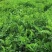 果园绿肥种子光叶紫花苕长柔毛野豌豆毛苕子养蜂蜜源植物厂家