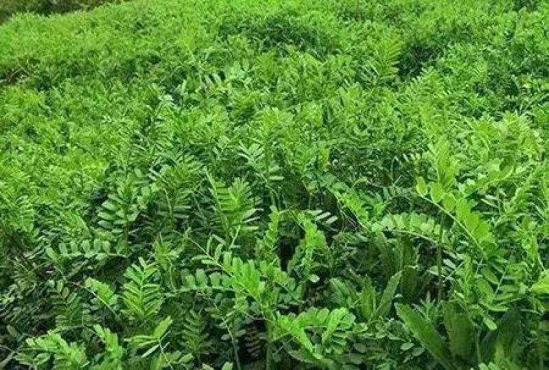 果园绿肥种子光叶紫花苕长柔毛野豌豆毛苕子养蜂蜜源植物厂家
