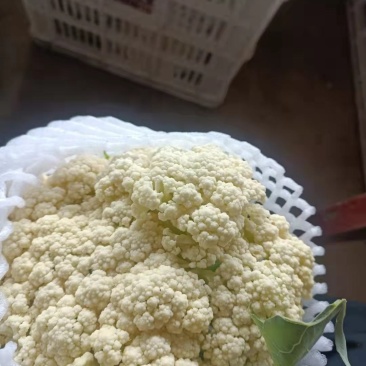 菜花陕西精品散花松花菜产地一手货源价格便宜欢迎购