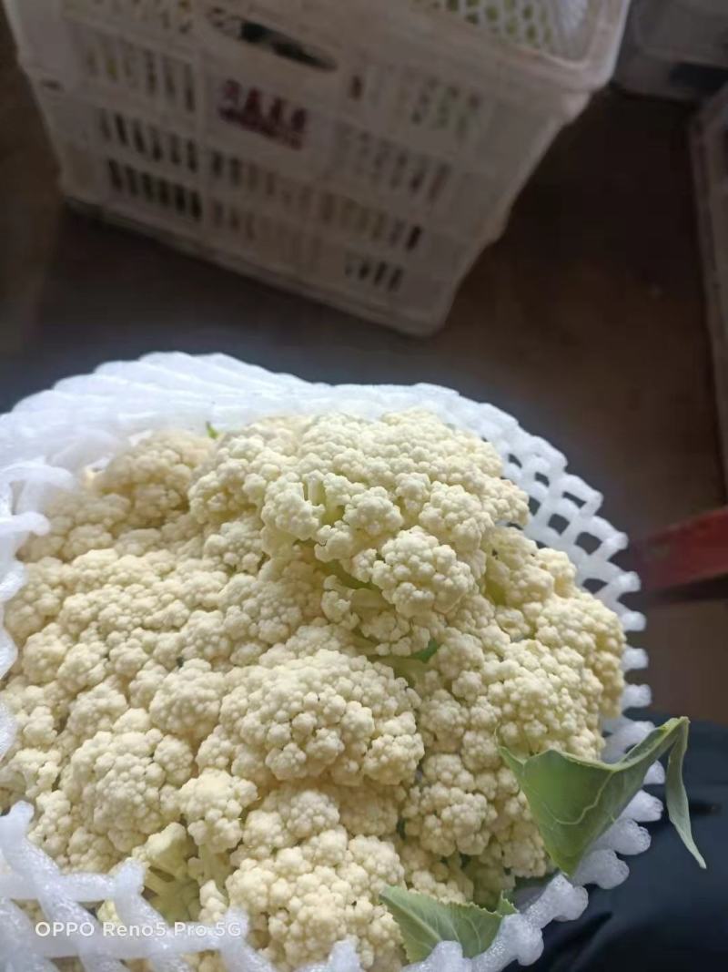 菜花陕西精品散花松花菜产地一手货源价格便宜欢迎购