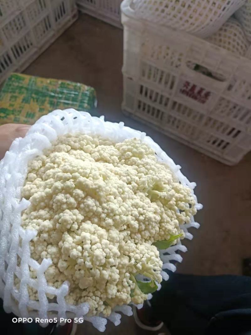 菜花陕西精品散花松花菜产地一手货源价格便宜欢迎购