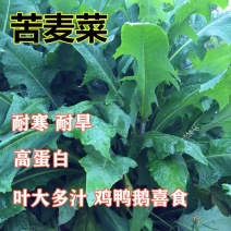 苦麦菜种子多年生牧草籽喂猪牛羊鸡鸭鹅苦麻菜四季牧草籽种