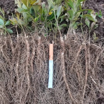 白鲜皮种苗一年苗，个头匀称，有芽孢，阔叶白鲜皮