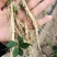 白鲜皮种苗一年苗，个头匀称，有芽孢，阔叶白鲜皮