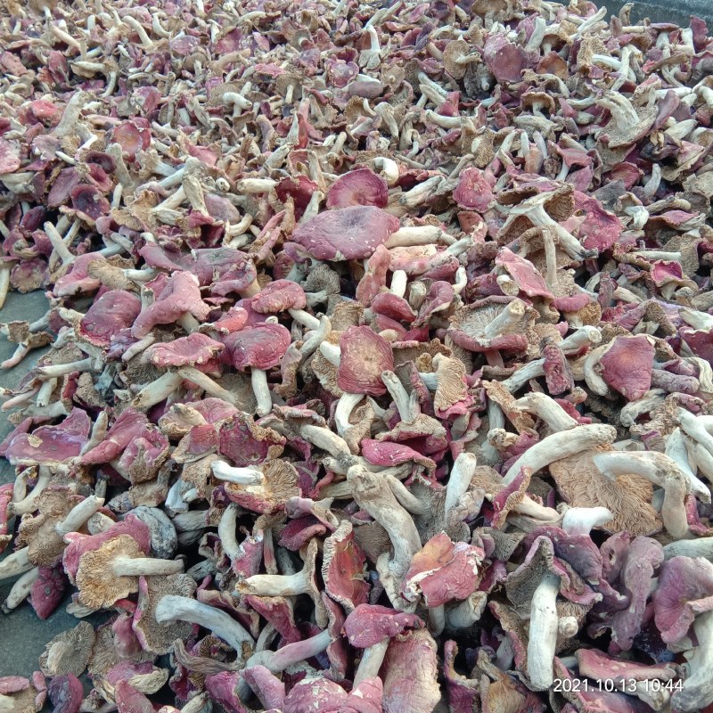 野生食用精品红一件代发
