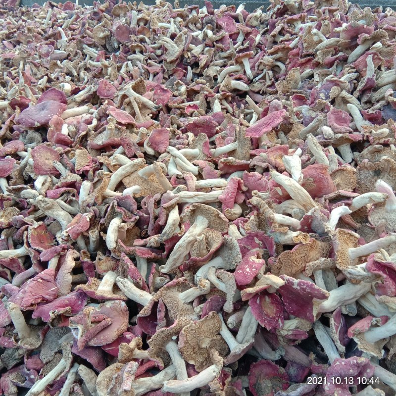 野生食用精品红一件代发